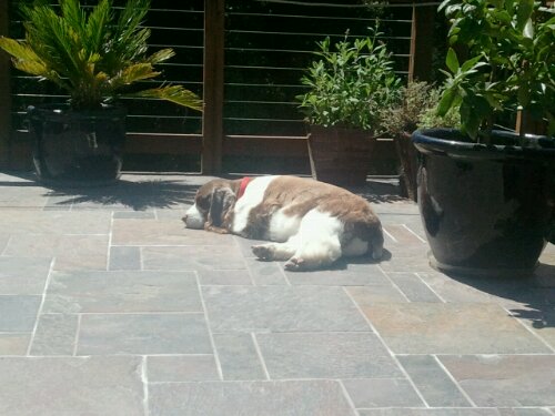 Sophia on the deck taking a nap.