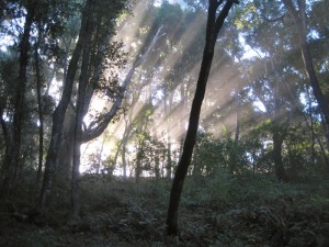 Sun shining through trees and mist.