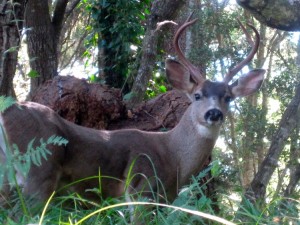 Buck in front of the house.