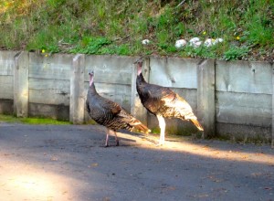 Turkeys out front of our house.